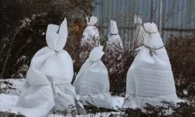 укрытие яблони Народное на зиму