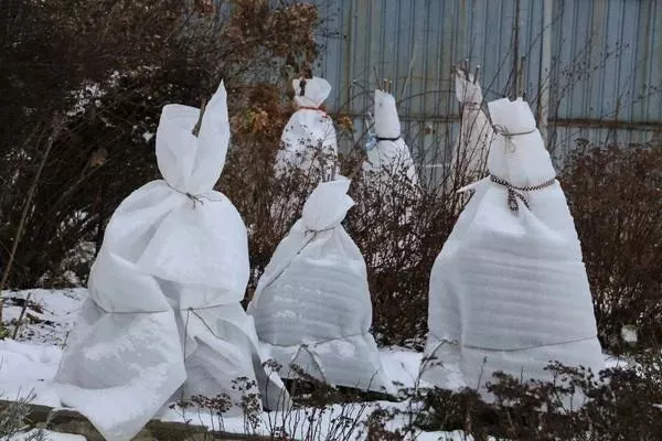 укрытие яблони Народное на зиму