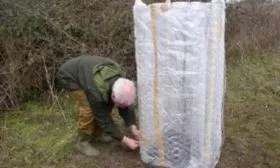 укрытие яблони Останкино на зиму