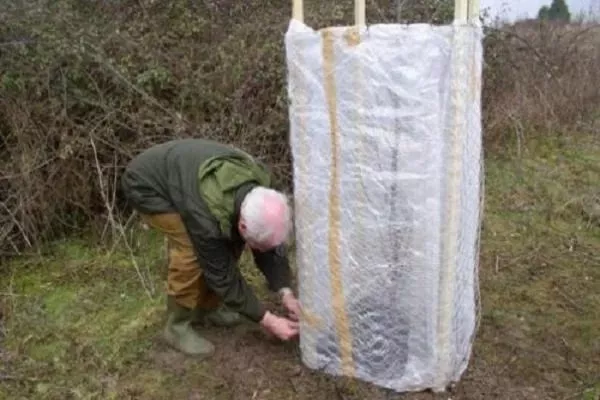 укрытие яблони Останкино на зиму