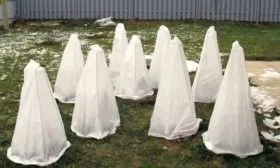 укрытие яблони Синап северный на зиму