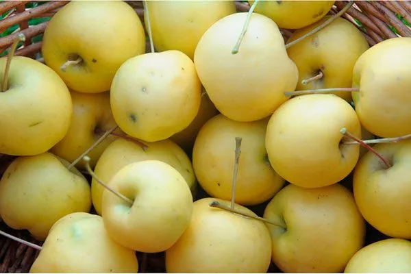 Уралочка ранетка