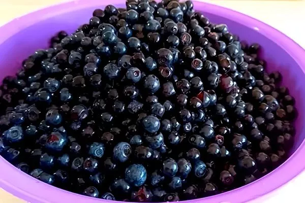 Урожай Черника Кавказская