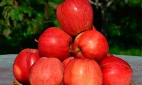 урожай на столе яблони Пепин шафранный15