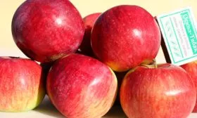 урожай яблонb Орловское полосатое14