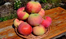 урожай яблони Орловим11