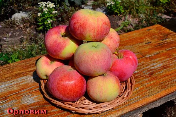 урожай яблони Орловим11