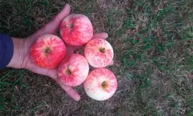 урожай яблони Розовый Налив15