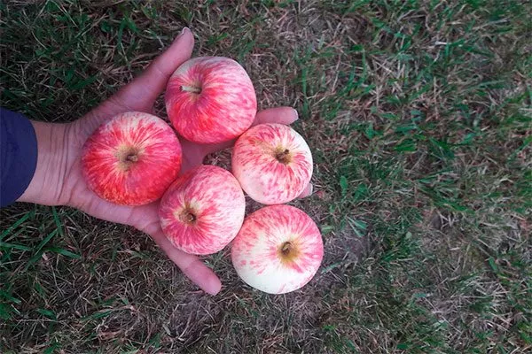 урожай яблони Розовый Налив15