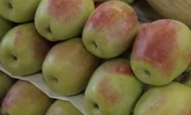 урожай яблони Синап северный