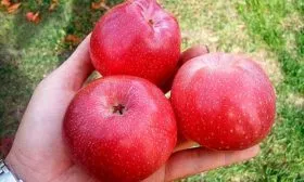 Урожай Яблоня Флорина16