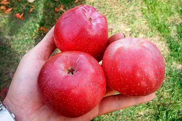 Урожай Яблоня Флорина16