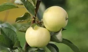 урожайная яблоня Медок