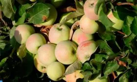 урожайность яблони Синап Орловский12