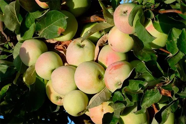 урожайность яблони Синап Орловский12