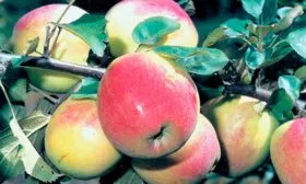 урожайность яблони Солнышко20