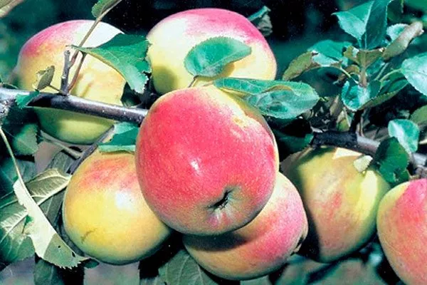 урожайность яблони Солнышко20