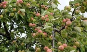 урожайность яблони сорта Грушовка московская