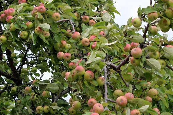 урожайность яблони сорта Грушовка московская