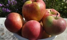 урожайность яблони Союз