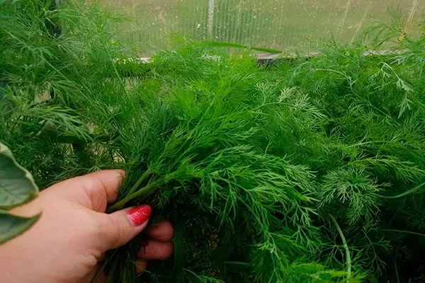 в теплице Укроп Обильнолистный