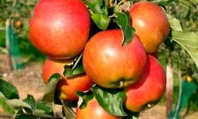 Васюган опылитель