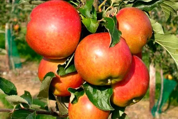 Васюган опылитель