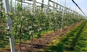 Васюган яблона схема посадки