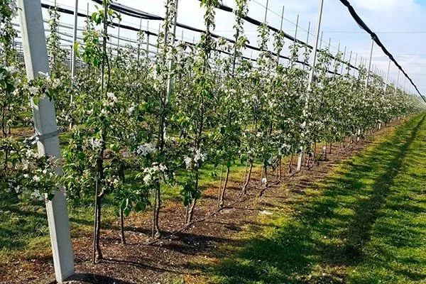 Васюган яблона схема посадки