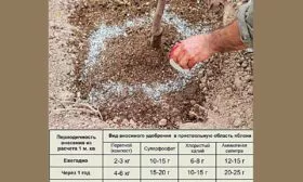 весенние подкормки яблони Московское ожерелье1