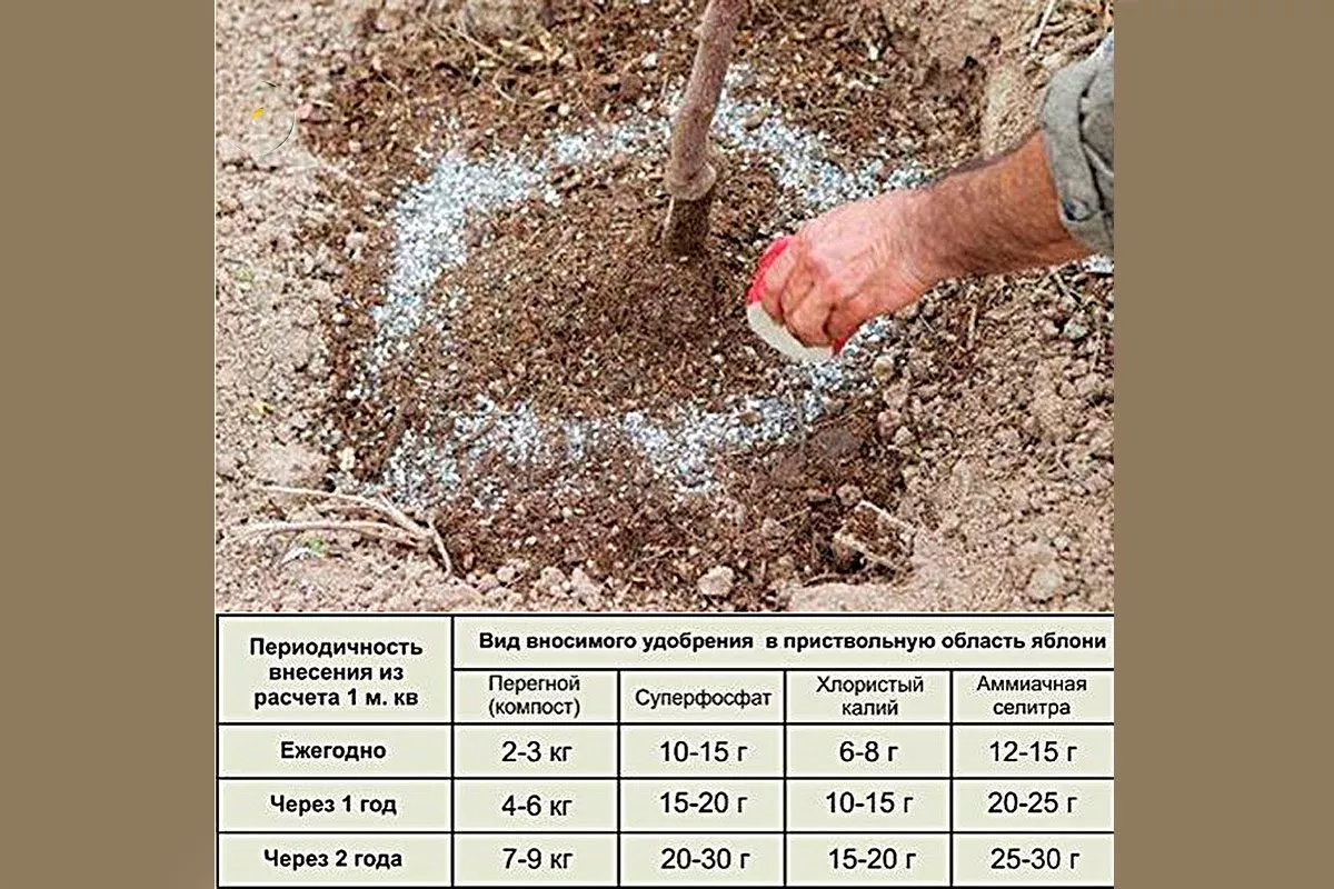 Яблоня Московское ожерелье: колоновидный