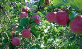 ветка с яблоками яблонb Орловское полосатое2