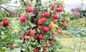 ветка яблонb Орловское полосатое3