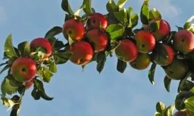 ветка яблони Малинка