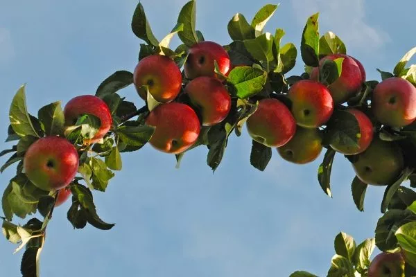 ветка яблони Малинка