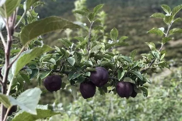 ветви яблони Чёрный бриллиант