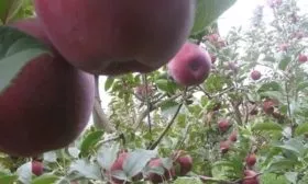 ветви яблони Союз
