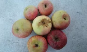 вкуи и применение Яблоня Победитель