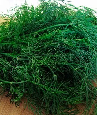 Вкус и применение укропа Мамонт1