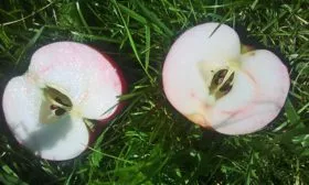 вкус яблони Розовый Налив1