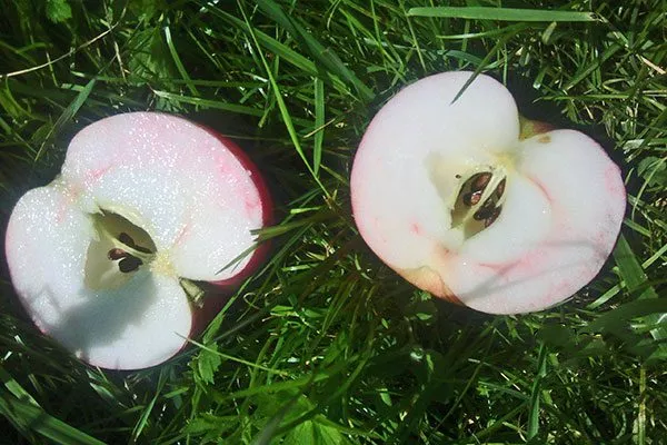 вкус яблони Розовый Налив1