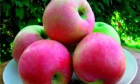 вкус яблони Солнышко2