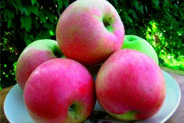 вкус яблони Солнышко2