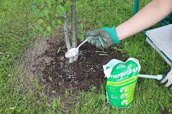 Внесение удобрений яблоня Матент