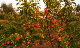 Внешний вид дерева яблони Солнышко3