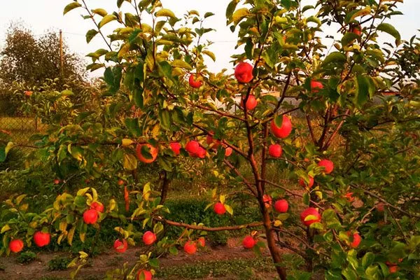 Внешний вид дерева яблони Солнышко3