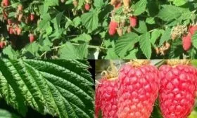 внешний вид малины Соколица