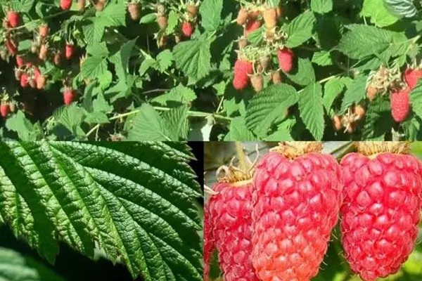 внешний вид малины Соколица