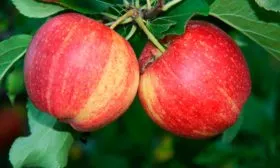 Внешний вид плодов, вкус и польза Яблоня Гала4