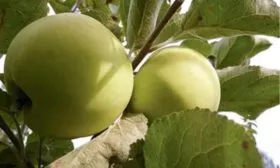 внешний вид плодов яблони Народное